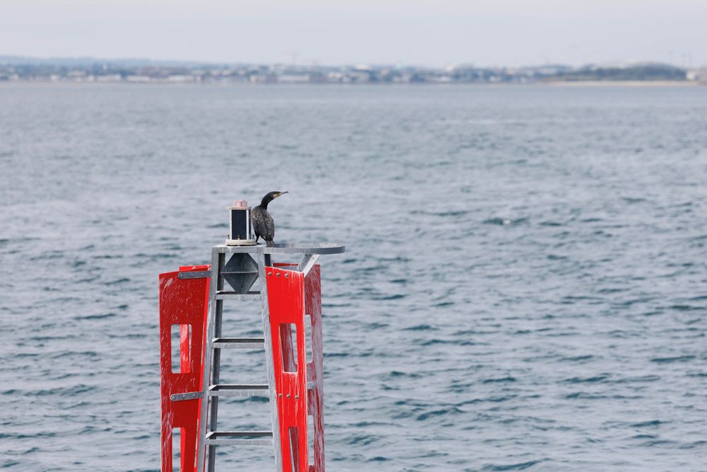 bird